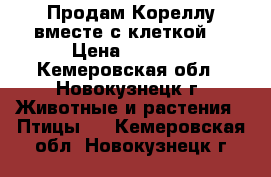Продам Кореллу вместе с клеткой. › Цена ­ 3 500 - Кемеровская обл., Новокузнецк г. Животные и растения » Птицы   . Кемеровская обл.,Новокузнецк г.